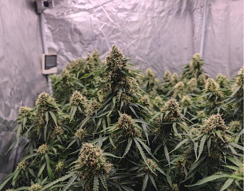 Z-Up Auto, Фасовка: 5, изображение 3